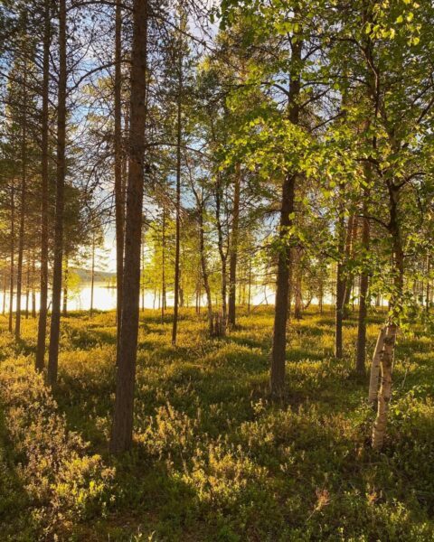 Finnischer Wald im Sonnenlicht