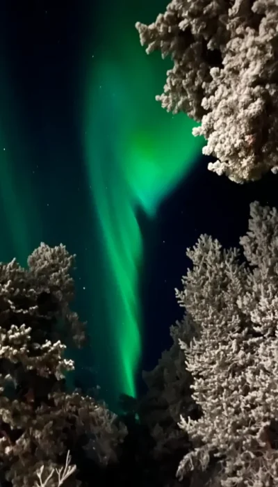 nordlichter mit schneewipfeln