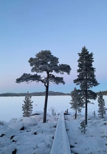 Bäume am Steg im Winter