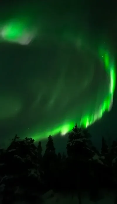 nordlichter über dem wald